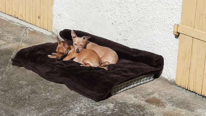 Challenge 23 : "  Euer Hund beim Frühlingserwachen "-Beitrag-Bild