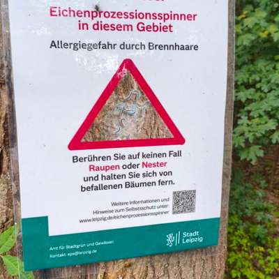 Giftköder-Eichenprozessionsspinner-Bild
