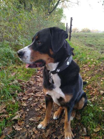 Weitere Große Schweizer Sennenhunde (oder andere große Rassen) hier?-Beitrag-Bild