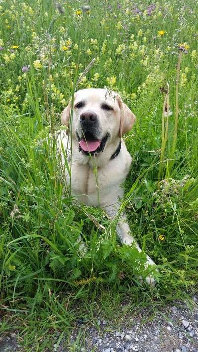 Die Dogorama Monats Challenge "Es grünt und blüht"-Beitrag-Bild