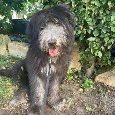 Hundetreffen-Spielfreunde gesucht-Bild