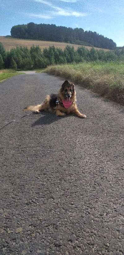 Die Dogorama Wochen Challenge-Beitrag-Bild