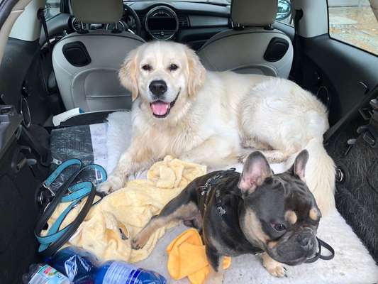 Golden Retriever-Beitrag-Bild