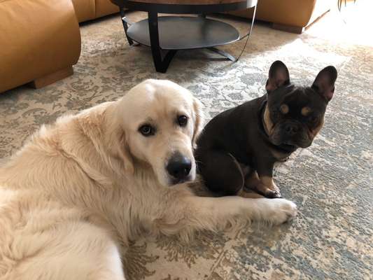 Golden Retriever-Beitrag-Bild