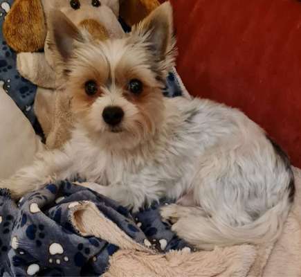 Yorkshire Terrier-Beitrag-Bild