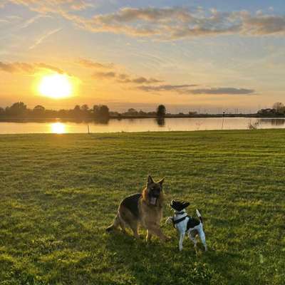 Hundetreffen-Gassirunde "Für ganz verspielte"-Bild