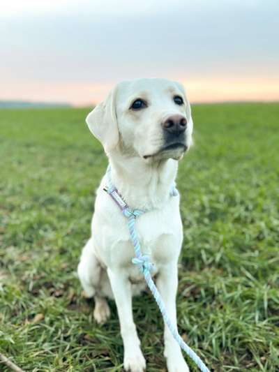 %{de_profession_title}-Retrieverleine Marshmallow-Bild