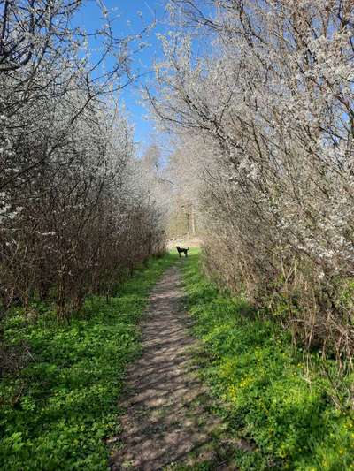 Wald Bild-Beitrag-Bild