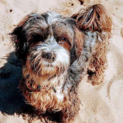 Hundetreffen-Spielstunde für Kleinhunde-Bild