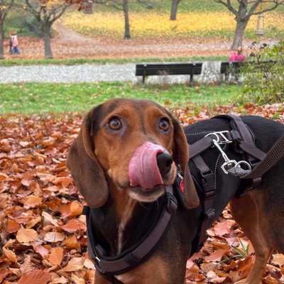 Hundetreffen-Friends für Moose gesucht-Bild