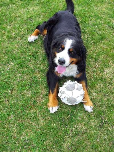 Unsere Fellnasen im Regenbogenland-Beitrag-Bild