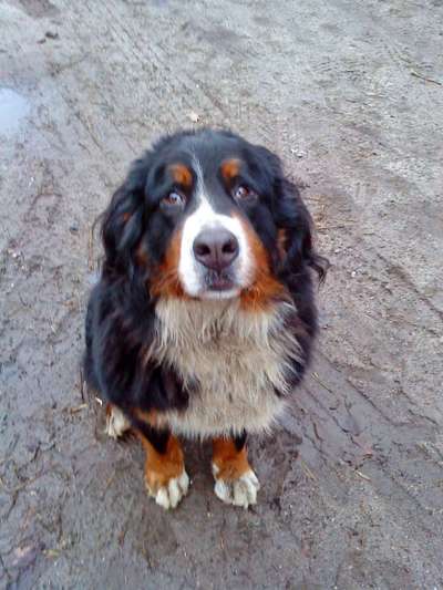 Unsere Fellnasen im Regenbogenland-Beitrag-Bild