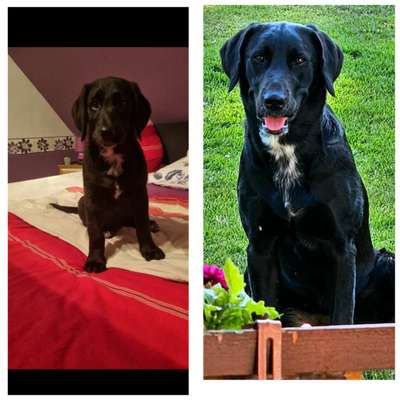 Welpen Bilder !-Beitrag-Bild