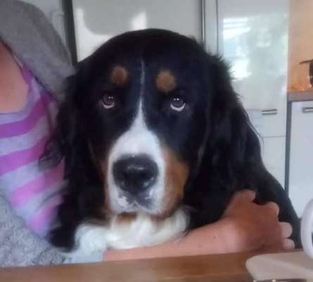 Unsere Fellnasen im Regenbogenland-Beitrag-Bild