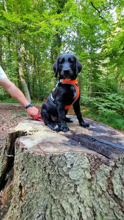 Welpen Bilder !-Beitrag-Bild