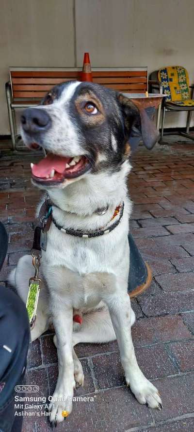 Welche Hunderasse-Beitrag-Bild