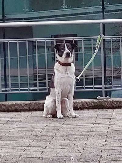 Hunde aus dem Tierschutz: Bulgarien-Beitrag-Bild