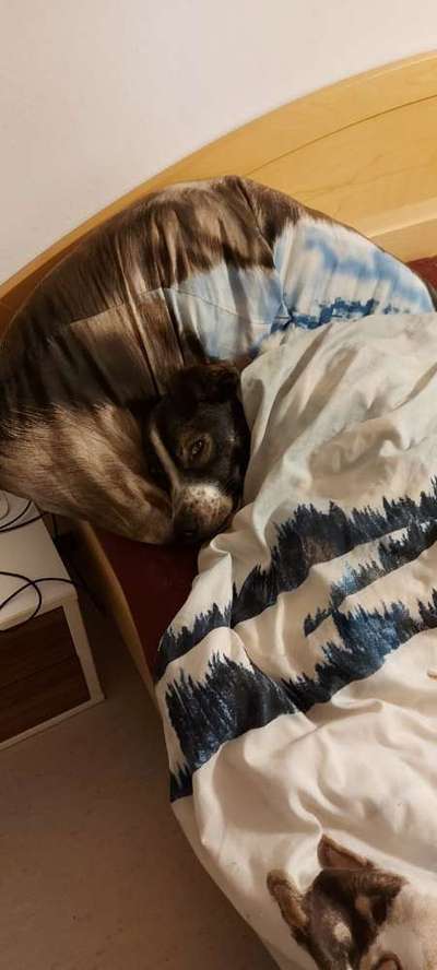 Darf der Hund bei Euch im Bett schlafen?-Beitrag-Bild