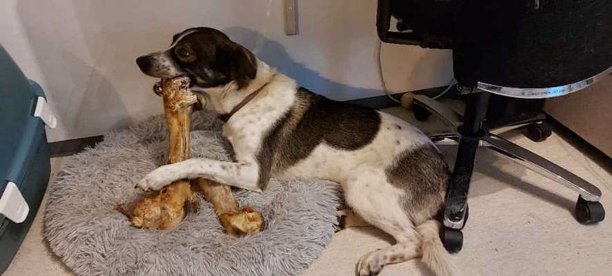 Auslandstierschutz-Beitrag-Bild