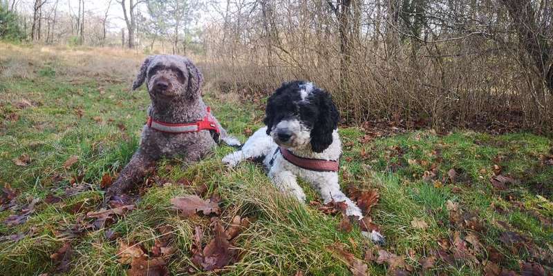 Hundetreffen-Spaziergang / Gassi Runde mit etwas Training-Bild