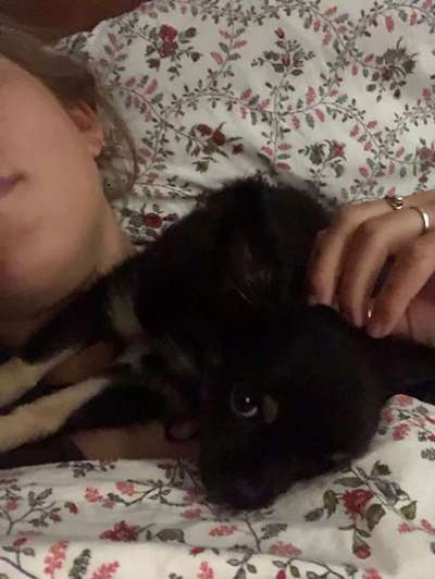 Chihuahua mit im Bett schlafen lassen?-Beitrag-Bild