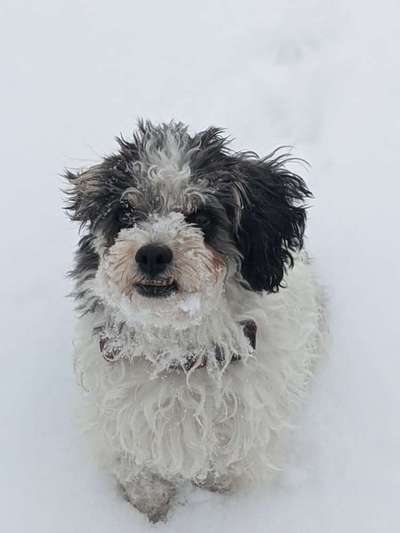 Die Dogorama Kalender Challenge Teil 2/4-Beitrag-Bild