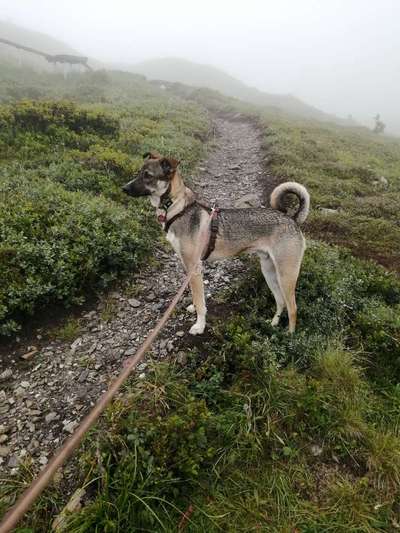 Schäferhund-Beitrag-Bild
