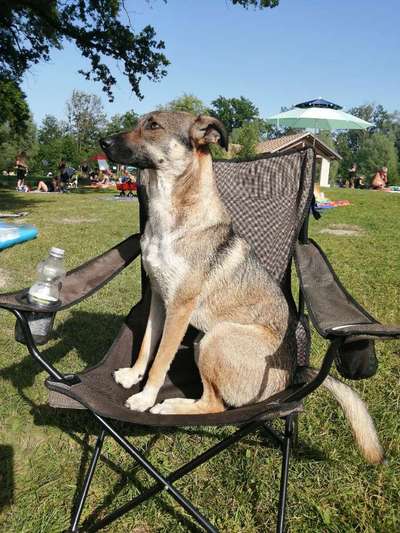 Wie heißt dein Hund?-Beitrag-Bild