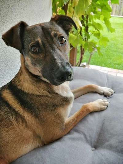 Mischlingshunde Foto Aufruf-Beitrag-Bild