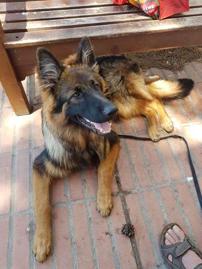 Alles rund um den Schäferhund, diskutieren erwünscht.-Beitrag-Bild