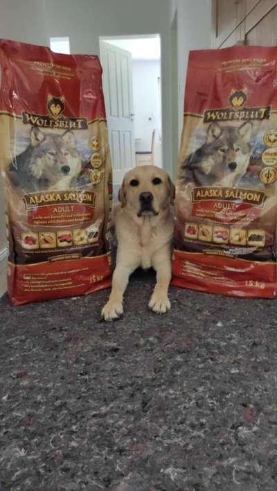 Rasseporträt Labrador-Beitrag-Bild