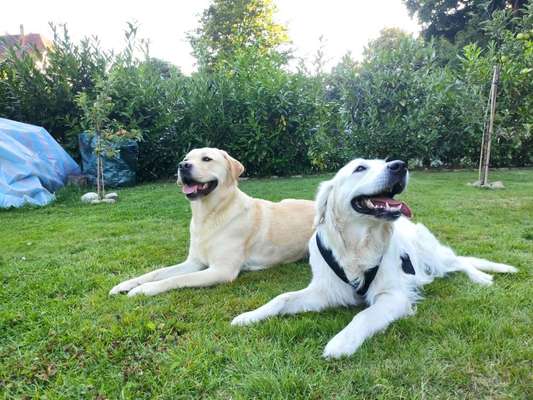Bester Freund, Hundekumpel - zeigt her!-Beitrag-Bild