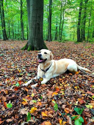 Labradorfans-Beitrag-Bild