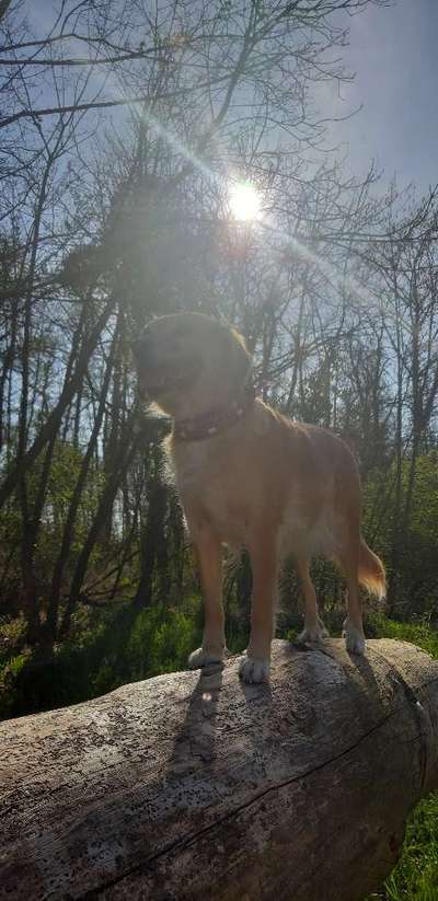 Kooikerhondje-Beitrag-Bild