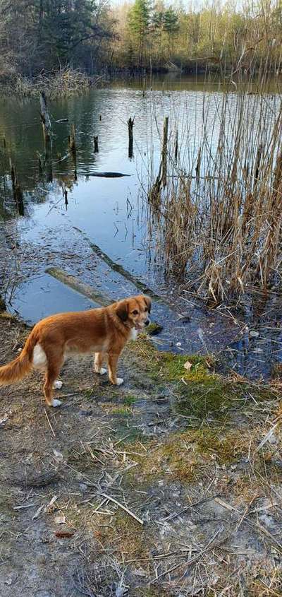 Kooikerhondje-Beitrag-Bild
