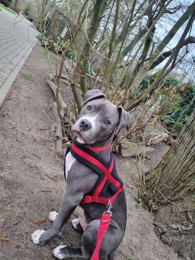 Hundetreffen-Hunderunde über Wiesen und Felder. Mit Training. Und viel Spiel-Bild