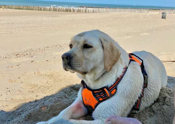 Dogorama Photo Challenge - Tierischer Urlaub-Beitrag-Bild