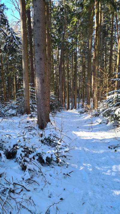 Hundeauslaufgebiet-Waldweg im Kurgebiet-Bild