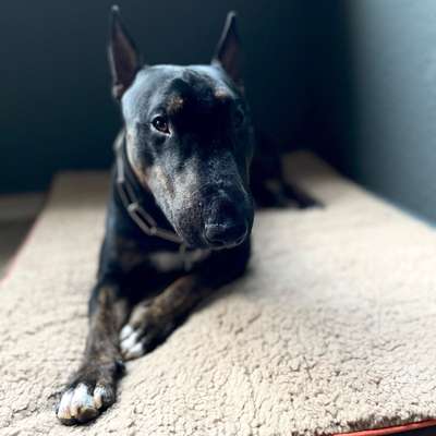 Hundetreffen-Gassi - Spieltreff-Profilbild