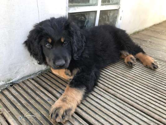 Welpen Bilder !-Beitrag-Bild