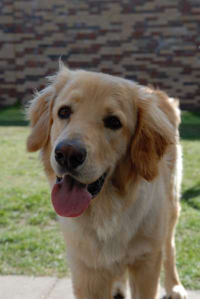 Unsere Sternchen ******-Beitrag-Bild