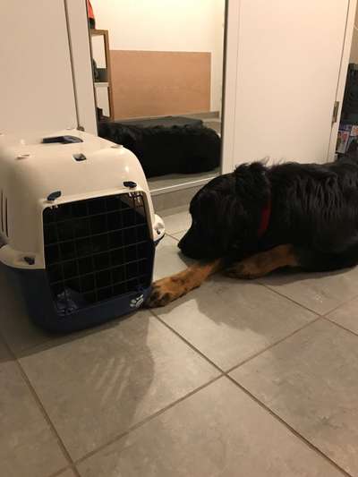 Hund und Katz Momente-Beitrag-Bild