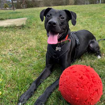 Hundetreffen-Spieltreffen 🐶-Bild