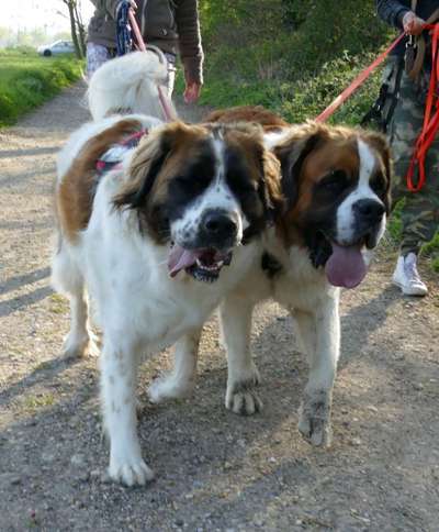 Doppelgänger gesucht !-Beitrag-Bild