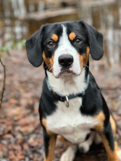 Entlebucher Sennenhund-Beitrag-Bild