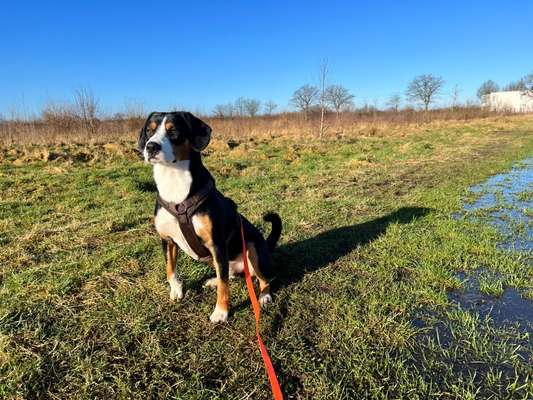 Entlebucher Sennenhund-Beitrag-Bild
