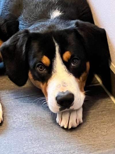 Entlebucher Sennenhund-Beitrag-Bild