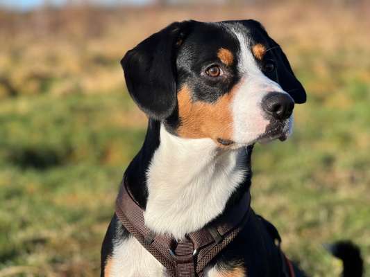 Entlebucher Sennenhund-Beitrag-Bild