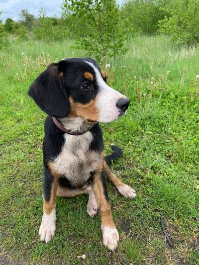 Entlebucher Sennenhund-Beitrag-Bild