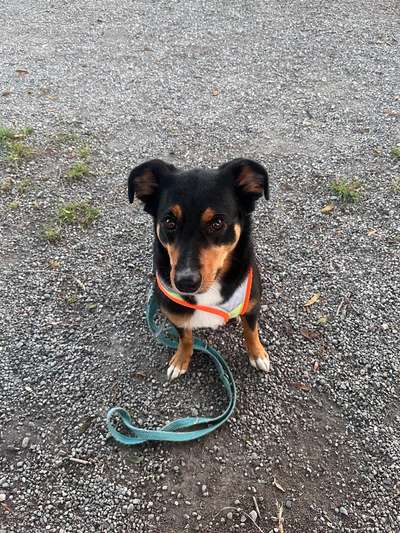Hundetreffen-Gassirunde-Bild